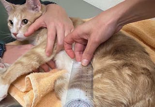 Goniometry of the left tarsus being performed in a non-sedated cat